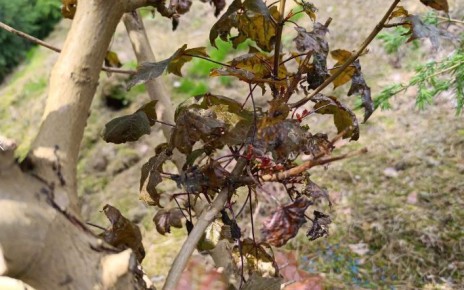 Как защитить клен от атак улиток: важные советы