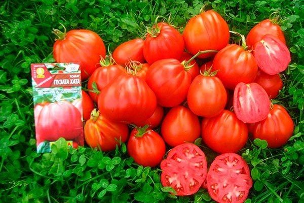 Томат Пузата Хата: уникальные особенности и секреты успешного роста