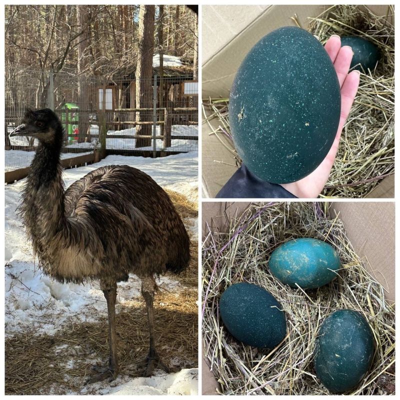 Интересности из Ульяновского зоопарка!