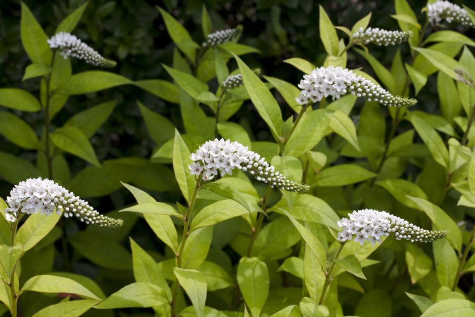 ���������� ������ �����: ��������� �������� ��� ������ ������ ����