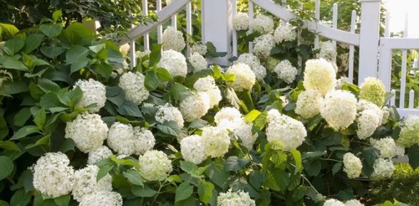 Как легко размножить гортензию: три проверенных метода