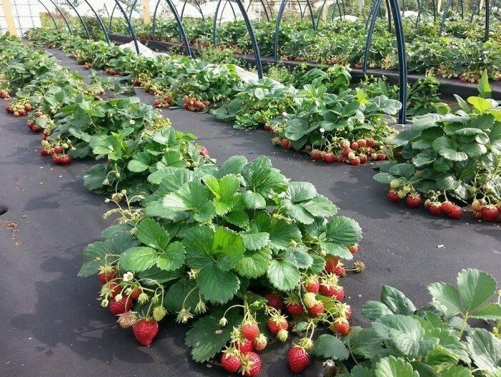 ���������� ��������� �������� ����� ������������: ��� ����� � ��� ���