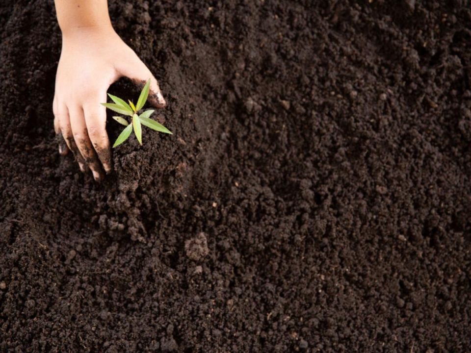 Как подготовить растения к зиме: секреты осенней подкормки