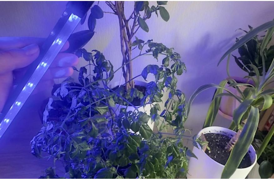 Как помочь комнатным растениям пережить зимнюю хандру: советы по досветке