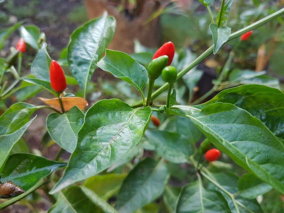 ��� ��������� ���������� ���������� ��� ���������� ������ ������