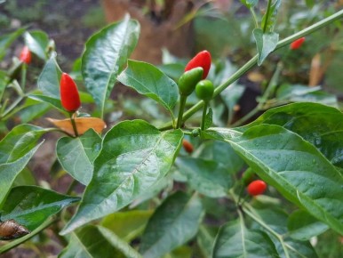 ��� ��������� ���������� ���������� ��� ���������� ������ ������