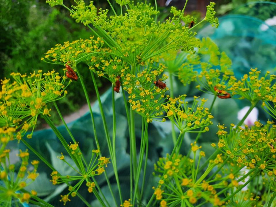 ������� ��������� ����������� ������: ��� �������� ������� ������ ������� ��������