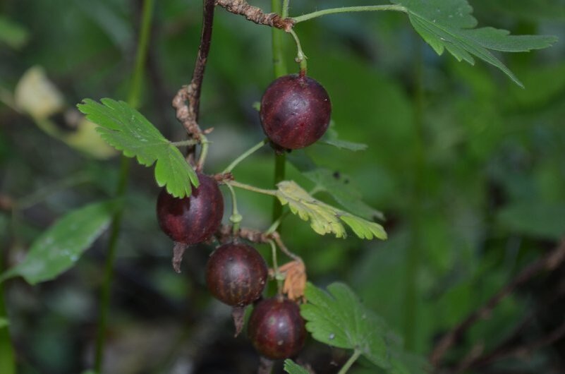Как правильно подкормить крыжовник после сбора урожая