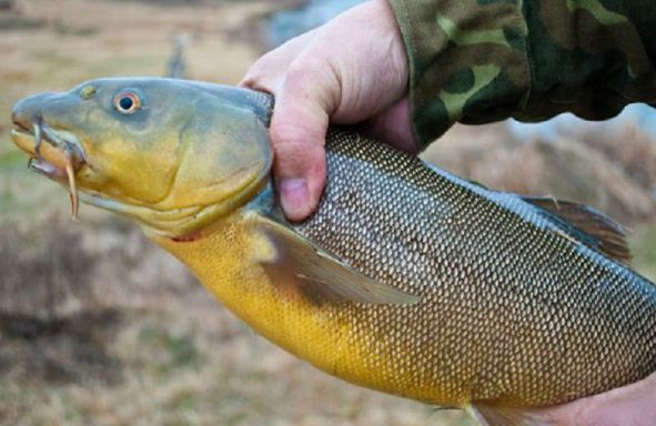 ������� ������: ���� �� ���������� ��������, ������� �� ����� ������