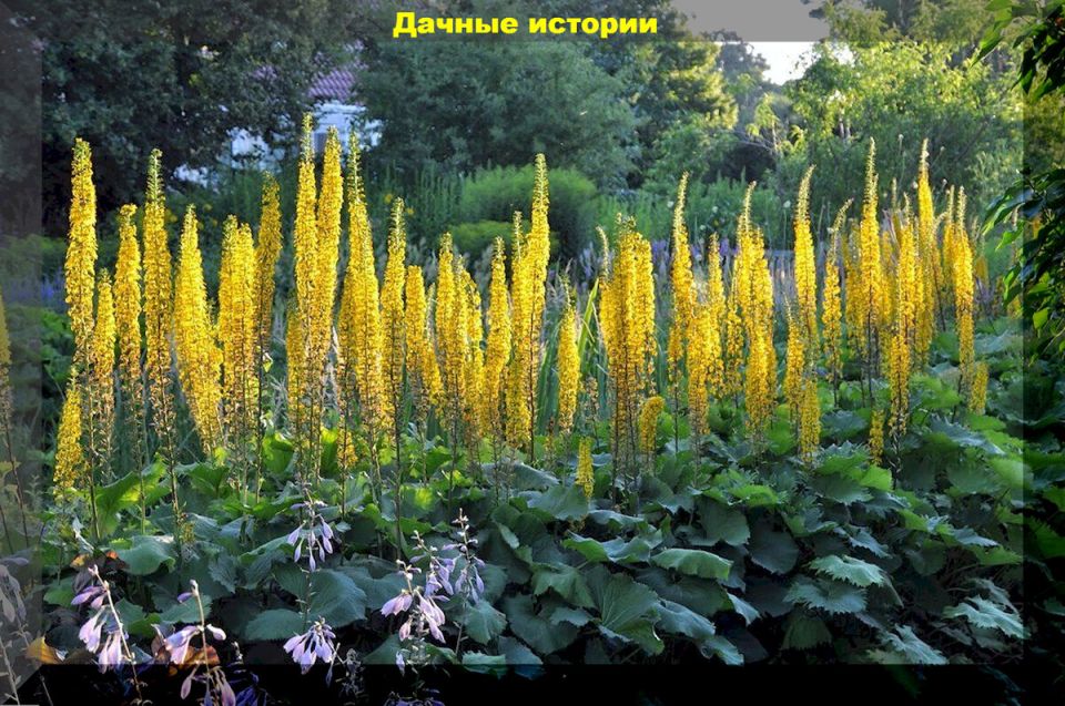 ������ ����� ��� ����: ������������ ������������, ������� �������� ���