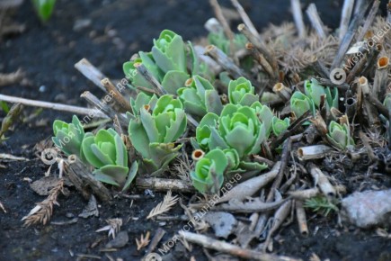 �������� ���� �� �������: ������� ��������� ��������