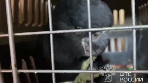 Российские таможенники пресекли ввоз в страну из Узбекистана груза с траурным какаду Бэнкса и еще 100 экзотическими птицами