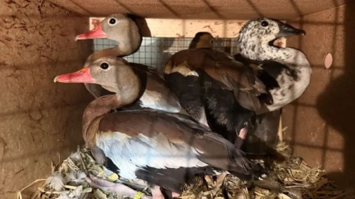 Партию живых экзотических птиц обнаружили сотрудники мобильной группы Самарской таможни в микроавтобусе, следовавшем из Узбекистана в Московскую область через территорию Казахстана