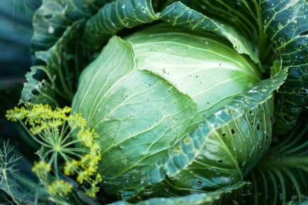 ����� �� ������� �������: ��� �������� ������ �� ����������