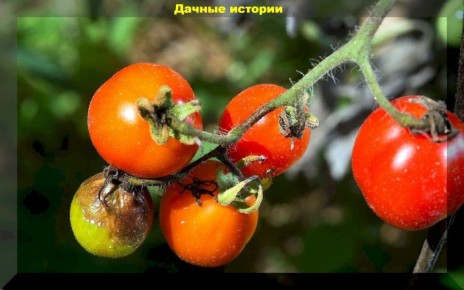 Как защитить урожай от фитофторы: практические советы для садоводов