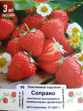 Как правильно сохранить рассаду земляники до высадки в сад