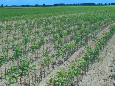 Как спасти поникшее растение: эффективное решение прямо из природы