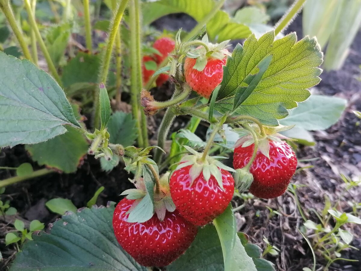 Как справиться с нежелательными сортами клубники на грядке