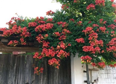 Невидимые угроза: какие растения могут разрушить ваш сад