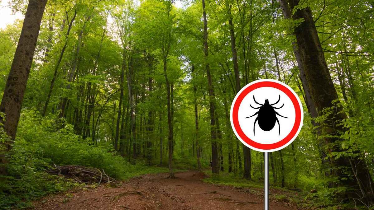 Как избежать укусов клещей: секреты егерей и запахи, которые их отпугивают