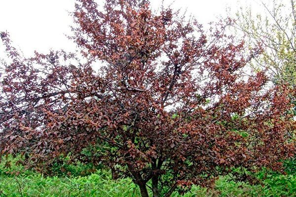 Как алыча Лама завоевала сердца садоводов и чего ожидать от ее выращивания