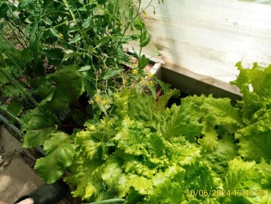 Секреты подзимнего посева: как получить первый урожай уже весной