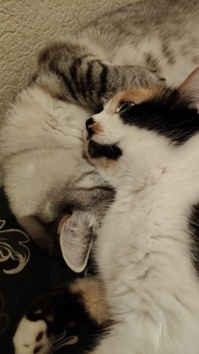 Доброе утро, друзья!. 6 апреля — Великий Понедельник, Всемирный день мультфильмов, День работника следственных органов МВД РФ и День пасты карбонара