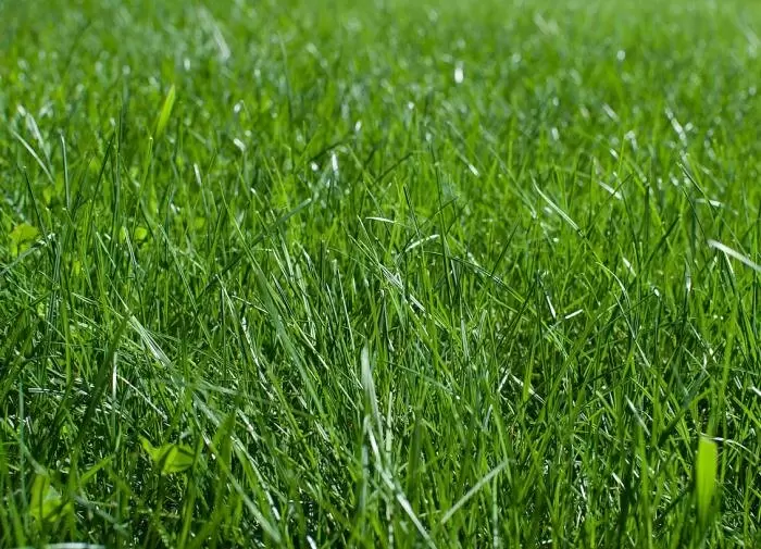 Как подготовить газон к зиме: советы для успешной осенней заботы