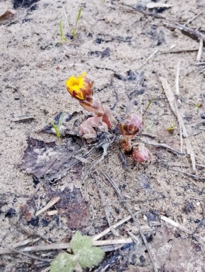 Первые солнечные цветы мать-и-мачехи украсили склоны Сенгилеевских гор и их окрестности