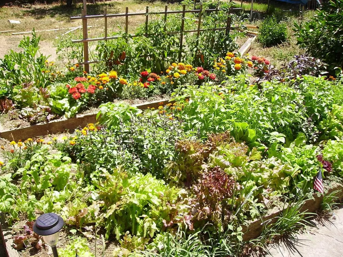 Недозрелые овощи: неожиданные возможности для гурманов