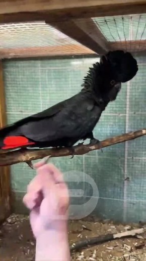 Спасенный траурный какаду Бэнкса в ульяновском зоопарке