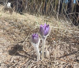 В Белоярских лесах Сенгилеевских гор распустил лепестки прострел раскрытый или — сонтрава