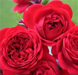 Выносливый садовый герой: роза, которая цветет весь сезон