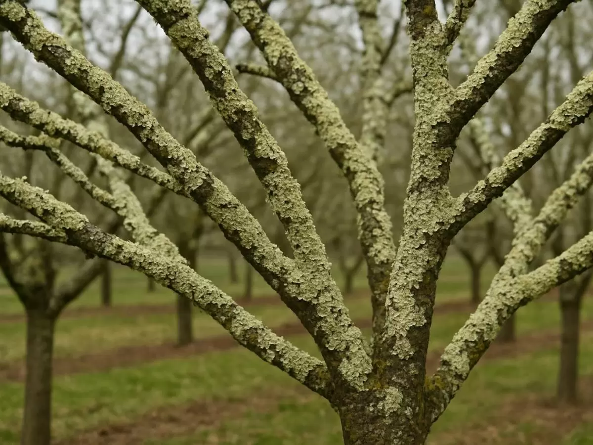 Забудьте о потерях в саду: как защитить плодовые деревья осенью