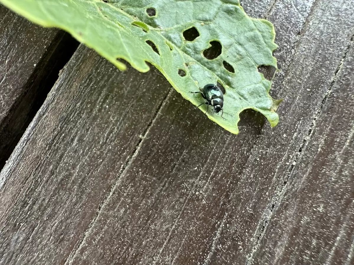 Как справиться с крестоцветной блошкой: советы для садоводов