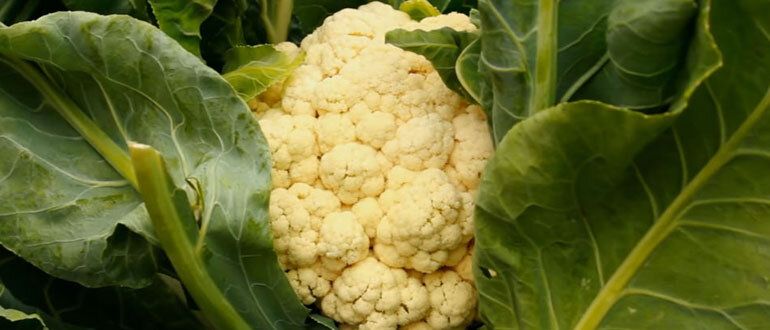 ������ ��������-���������� ��� ������� �������