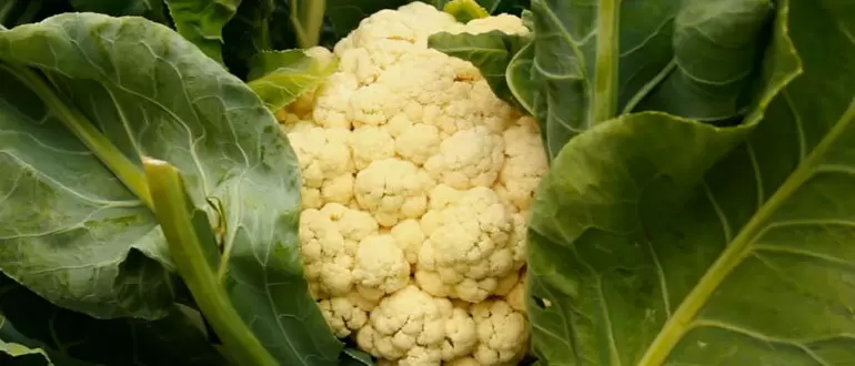 Лучшие растения-компаньоны для цветной капусты