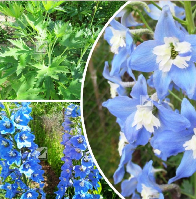 ��� ���������� ����������� ��������� ��������: ������� ����� � ���������