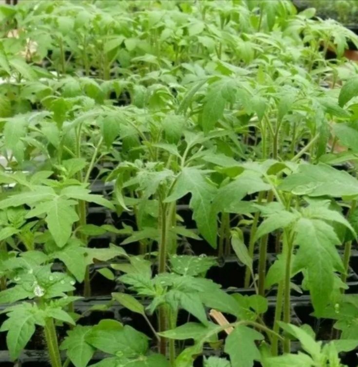 ������� ������� ��������� ������� � ������ ��������� �����: ��� ����� �����?