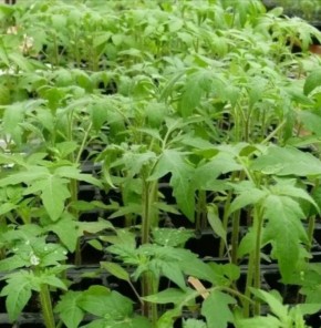 ������� ������� ��������� ������� � ������ ��������� �����: ��� ����� �����?