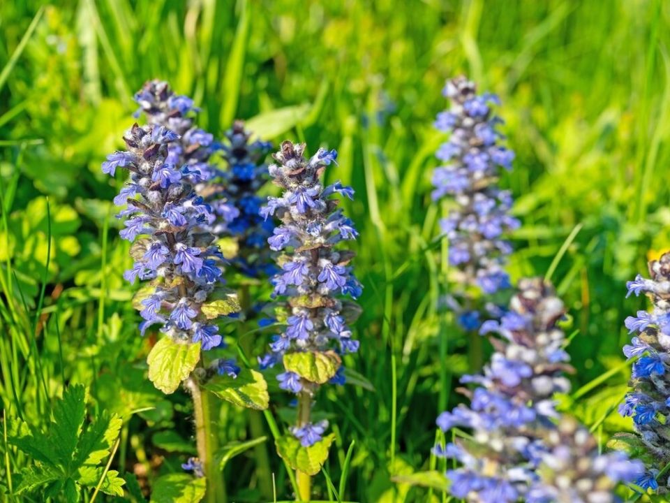 ������� ��������: ��������� �������� ������