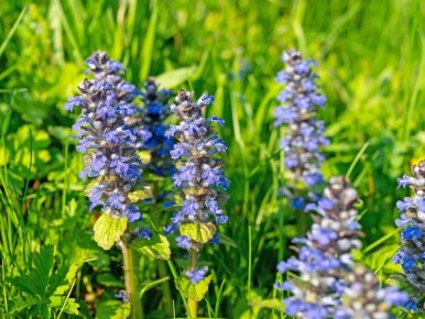 ������� ��������: ��������� �������� ������