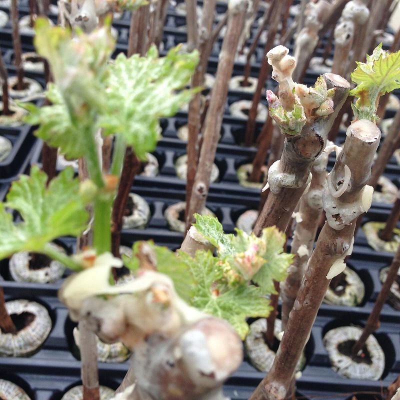 ������ ������ ��� ��������