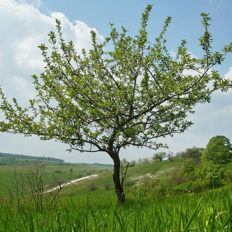 ������ ��� ����� ��������: ������ ��� ���������� ������