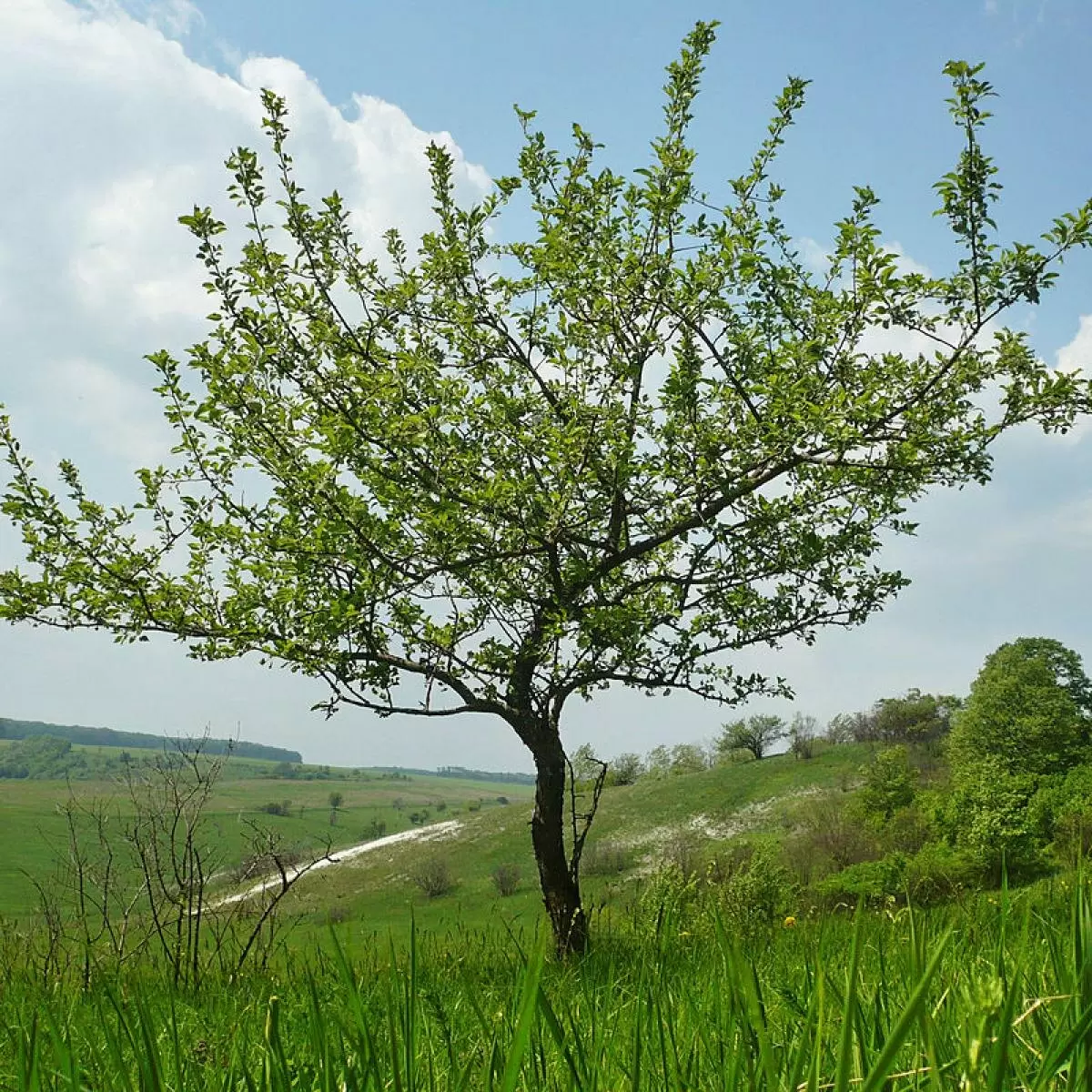 Ошибки при валке деревьев: советы для безопасной работы