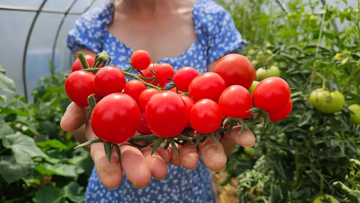 Август для томатов: 5 простых правил для богатого сбора урожая