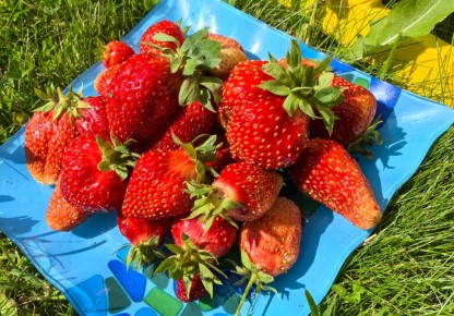 Как правильно укрыть клубнику на зиму: советы для успешного урожая