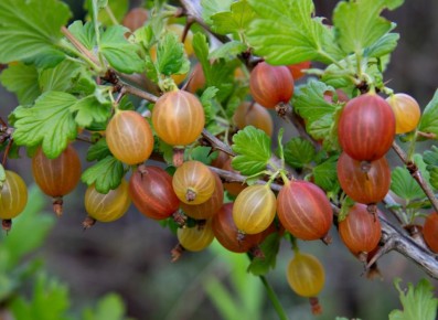 Крыжовник и его соседи: кто поможет, а кто помешает