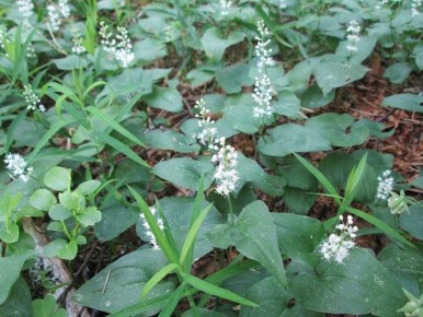 Тайны майника двулистного: от лесов до редких ягод