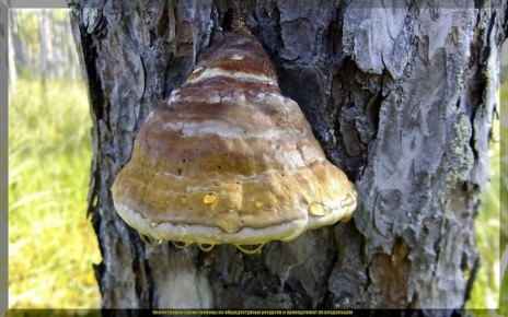 Топ-3 опасных гриба, которые угрожают вашему саду